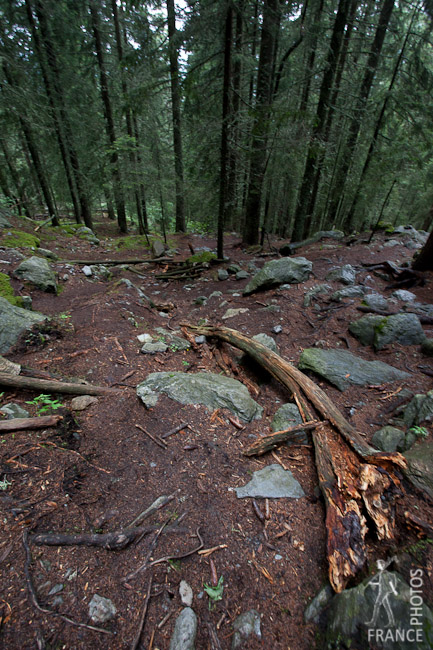 Altitude forest