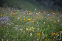 Flower field