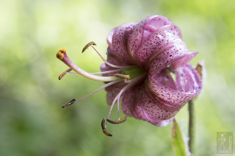 Martagon lily