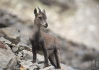 Baby ibex