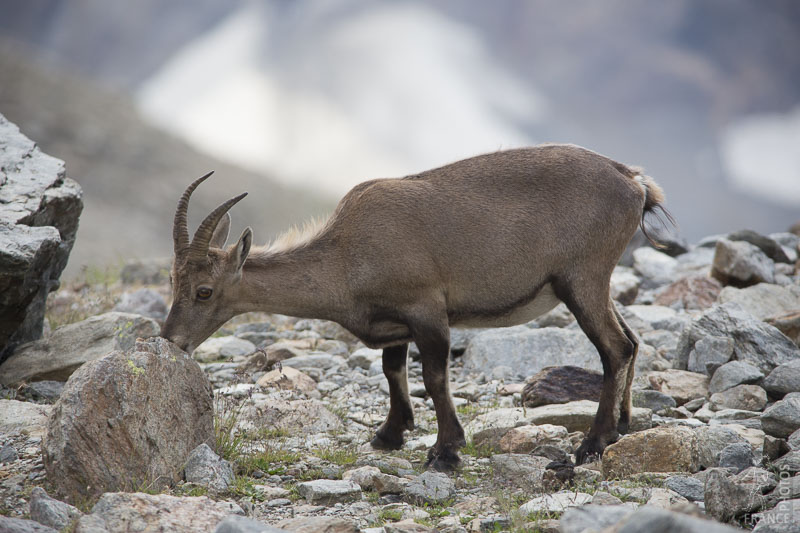 Busy ibex