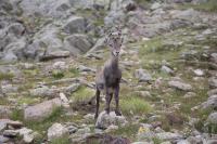 Young male ibex