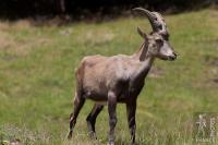 Young ibex