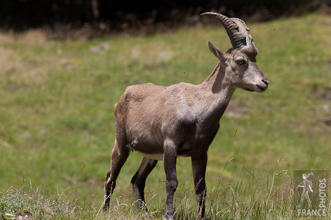 Young ibex