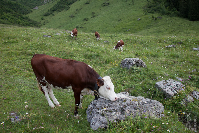 Abondance cows in the meadow