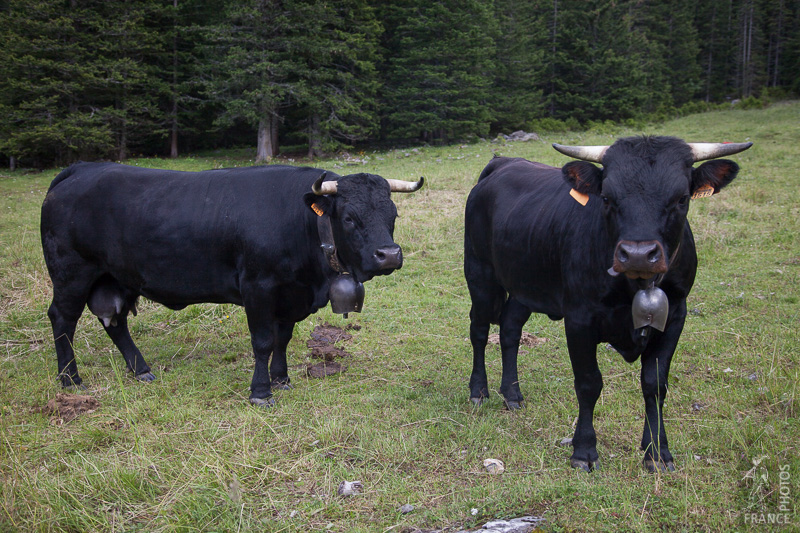 Herens cows