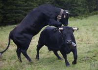 Improvised cow fight