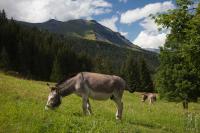 Hiking donkeys