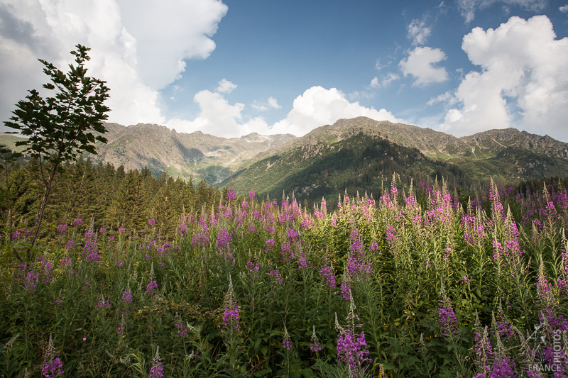 Fireweed season