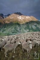 Sheepy landscape
