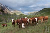 Mixed cattle