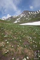 Snowdrop field