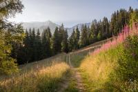 Forest path to the mountains