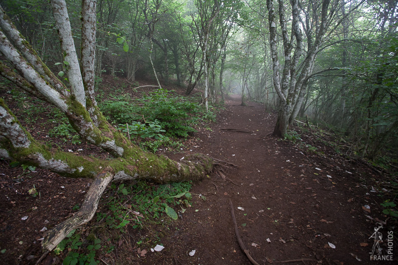 Misty forest climb