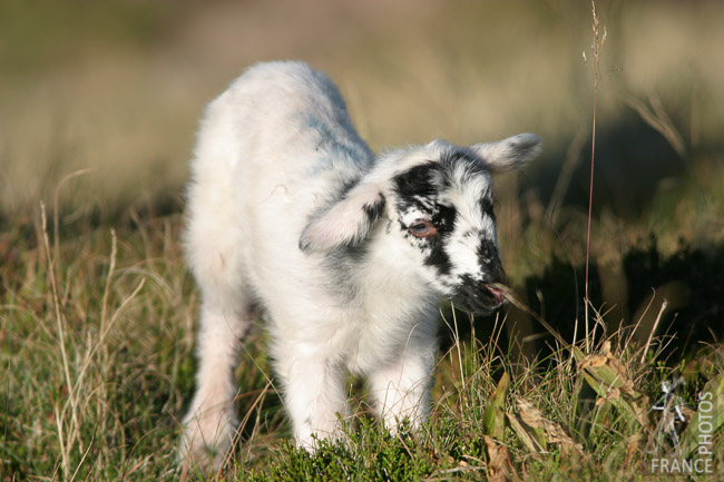 Newborn lamb