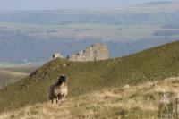 Sheep and landscape