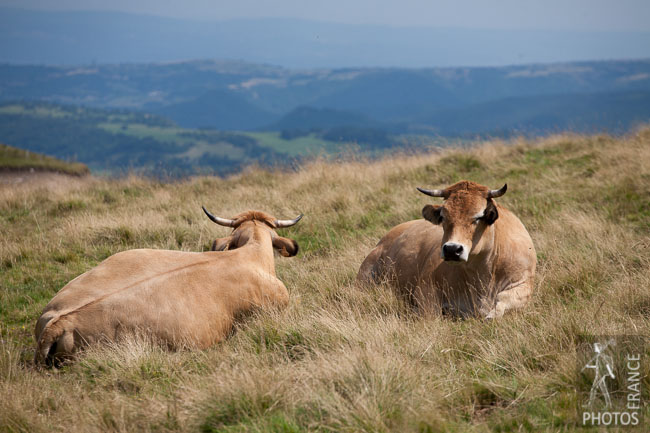 Aubrac cattle