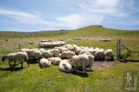 Sheep in the heat