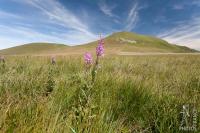 Alpine Blue-sow-thistle