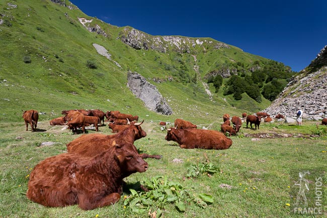 Salers cows in the Val de Courre