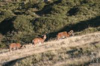 Mouflon sheep rams