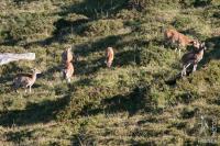 Mouflon sheep ewes