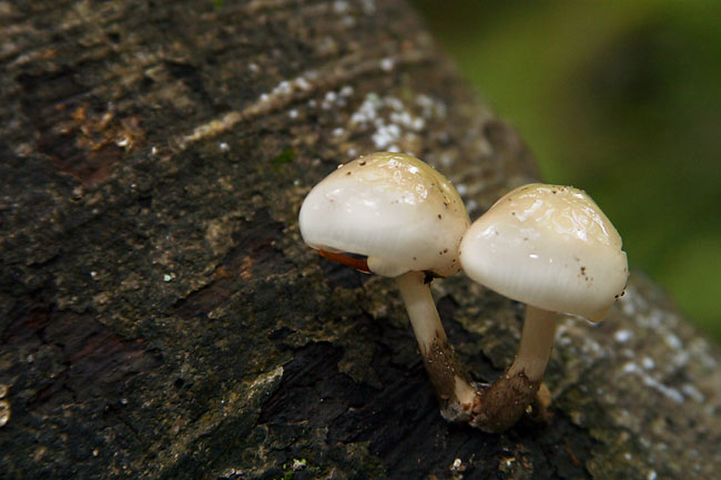 Mushroom brothers