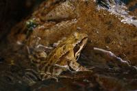 Brown frog in water