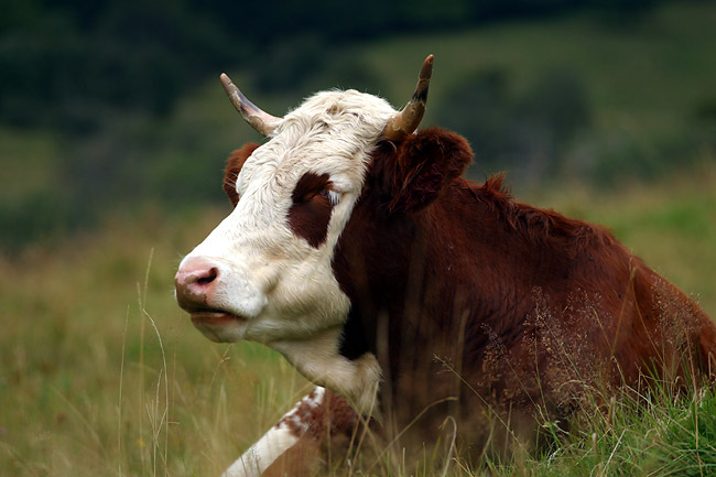 Montbeliarde Cow