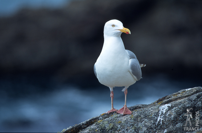 Proud herring gull