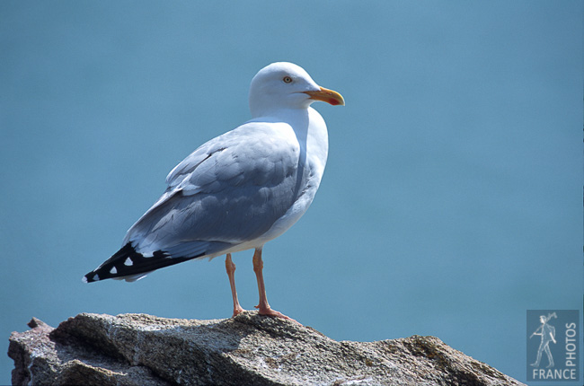 Backlit herring gull