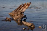 Boat remains