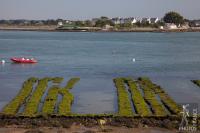 Oyster farm at nestadio