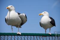 Great black backed gulls