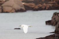 Snowy egret