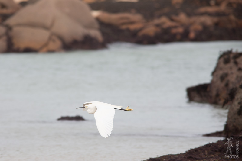 Snowy egret