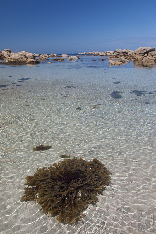 Lone algae