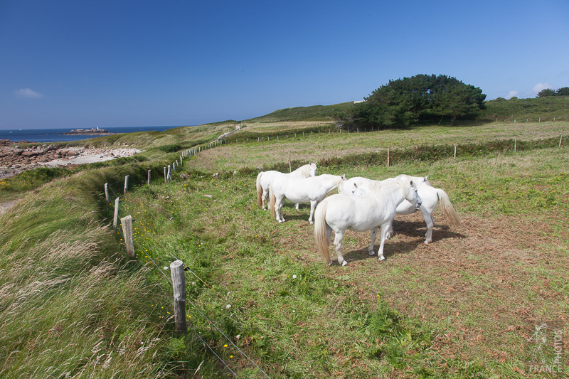 Camargue horses