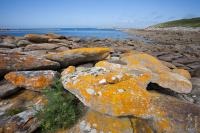 Yellow lichen