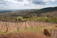 Mâconnais vineyards seen from the Roche de Solutré