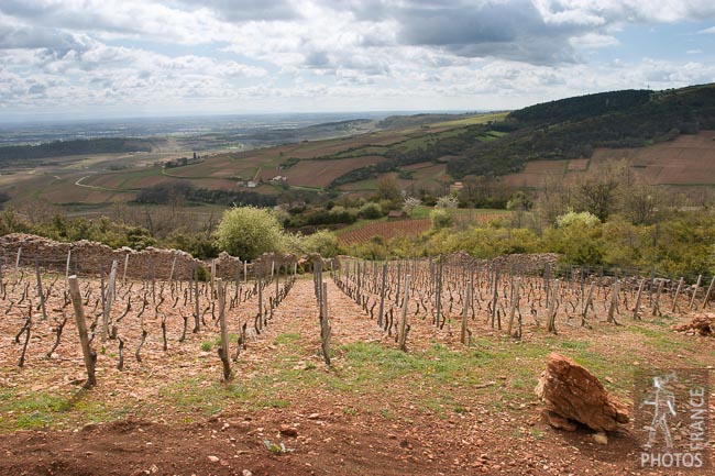 Mâconnais vineyards seen from the Roche de Solutré