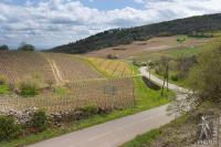 Road between the vineyards