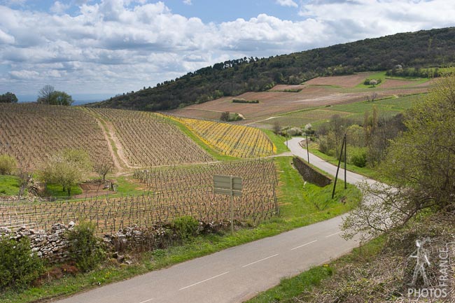 Road between the vineyards