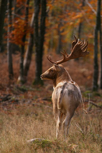 Fallow deer buck