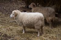 Sheep in their pen