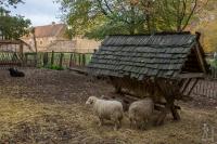 Sheep pen