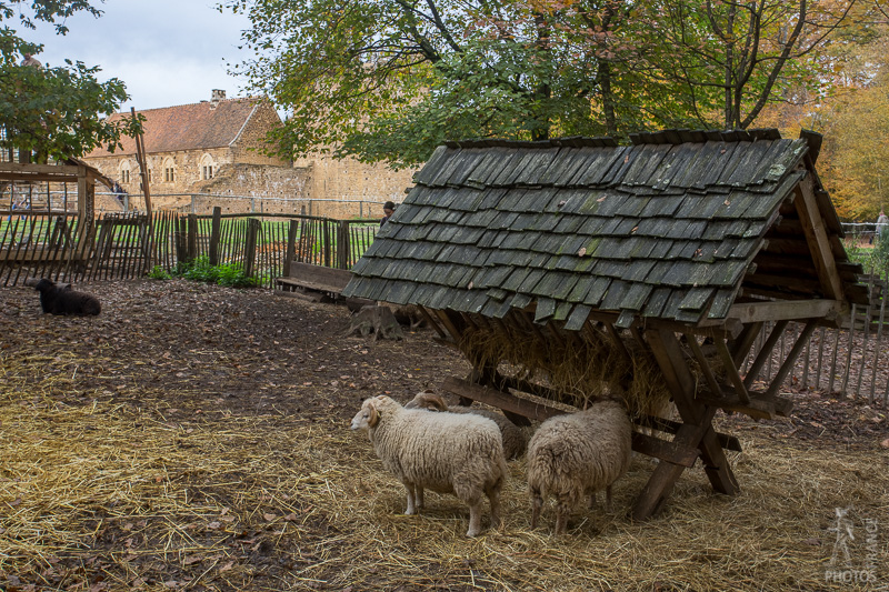 Sheep pen