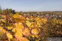 Vineyards in Fall