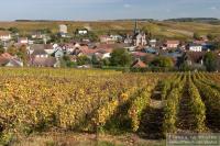 Champagne vineyards