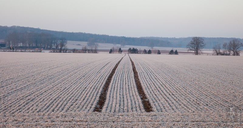 Frost on the fields